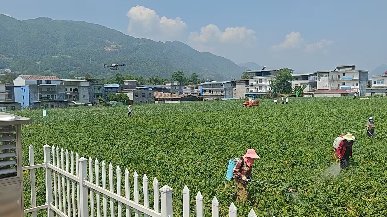 薯田“科技问诊”：让丘陵山地的“土疙瘩”变“金豆豆”(图3)