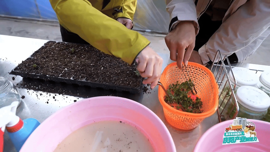 从一颗庆阳苹果的旅程窥见中国农业的现代化答卷(图2)