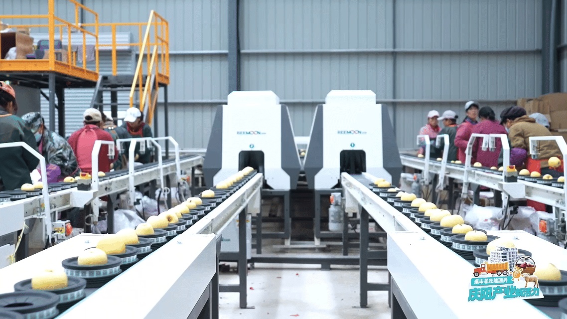 从一颗庆阳苹果的旅程窥见中国农业的现代化答卷(图5)