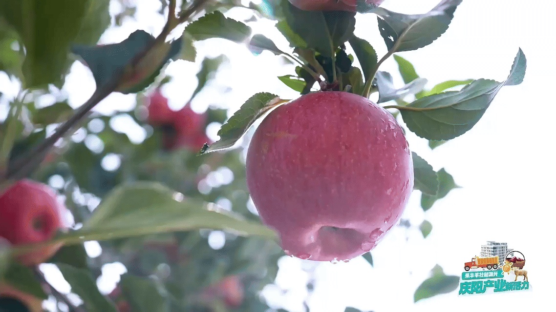 从一颗庆阳苹果的旅程窥见中国农业的现代化答卷(图6)