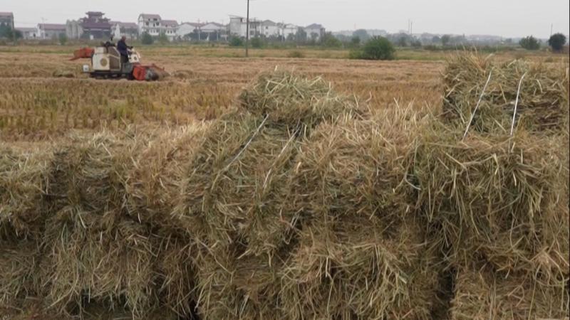 江西新必赢国际余：秸秆发酵变沼气发电供气再利用(图1)