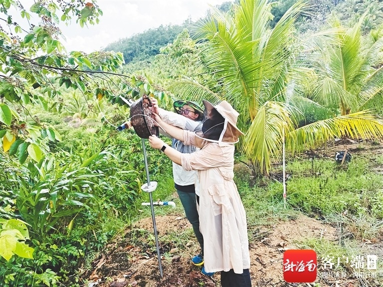 海南周刊小院笔记:写满科研人员助农故事(图2)