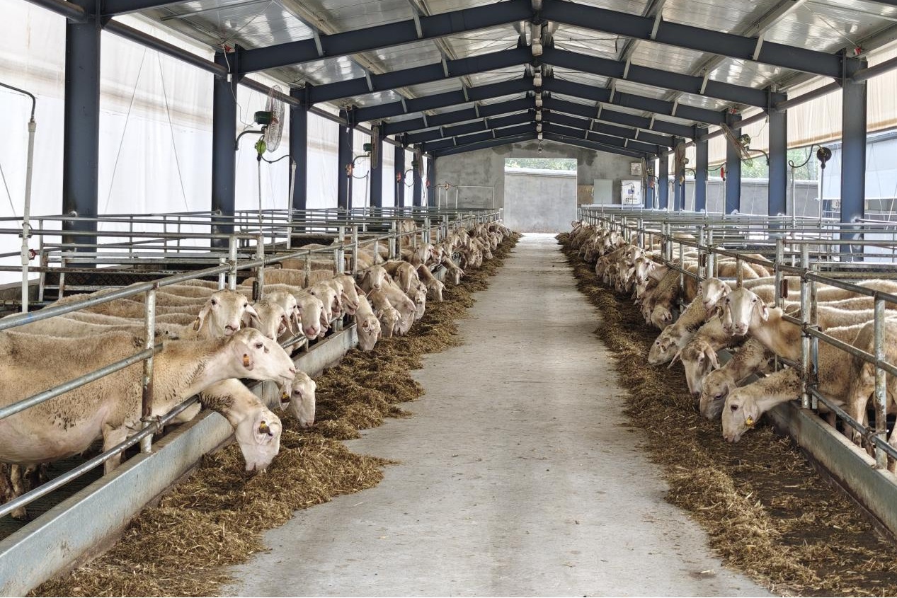 河南省确山县:养殖连云端牧歌传新韵(图2)