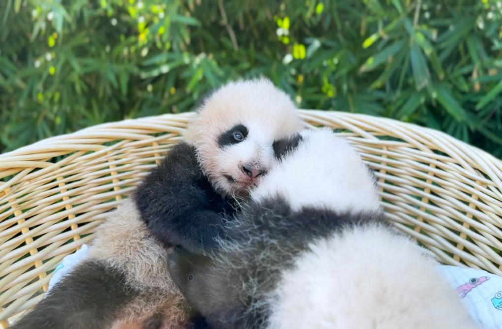上海野生动物园“子二代”大熊猫龙凤胎名字公布(图1)