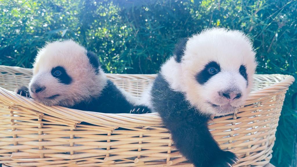 上海野生动物园“子二代”大熊猫龙凤胎名字公布(图2)