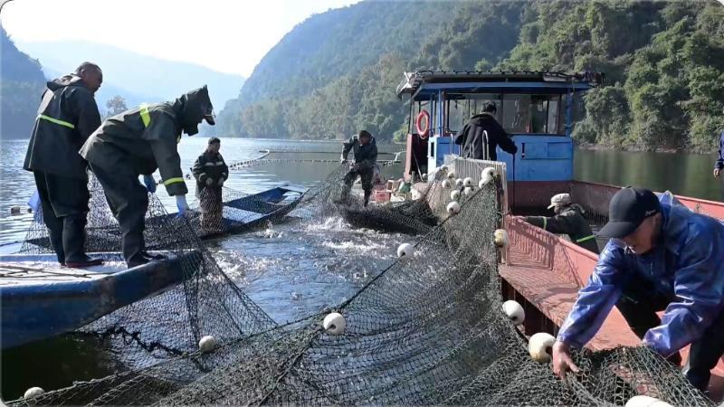 江西崇义：阳明湖冬捕启幕 生态渔业喜获丰收2025江西省城市足球联赛-赛程/比分/球队阵容全掌握-本地足球热血来袭！