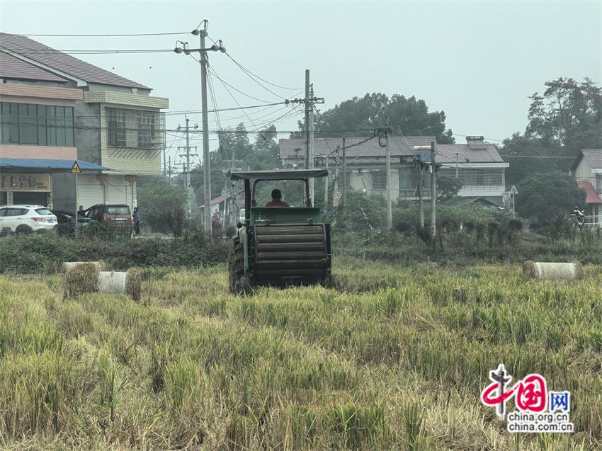 Bwin必赢湖南益阳践行绿色发展长春镇秸秆三步还田养地(图1)