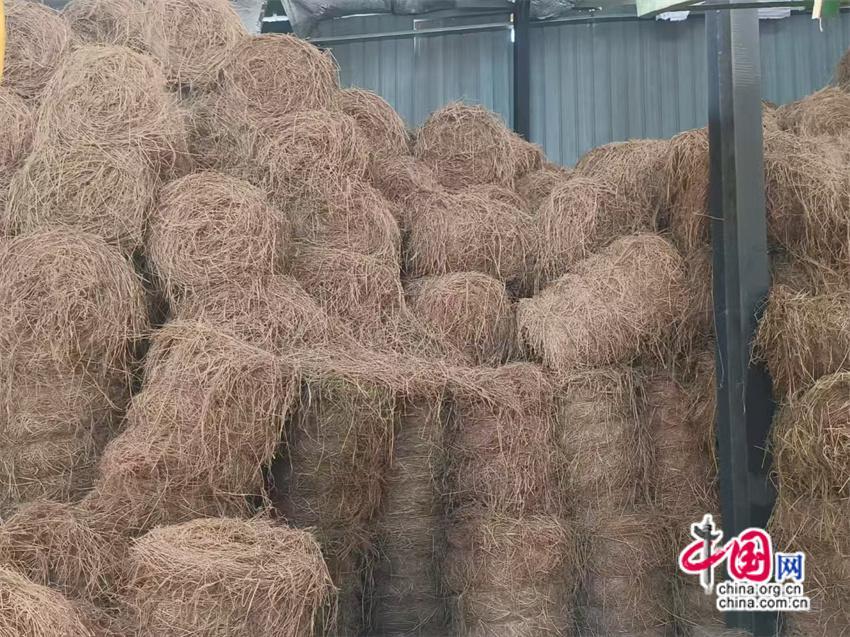 Bwin必赢湖南益阳践行绿色发展长春镇秸秆三步还田养地(图2)