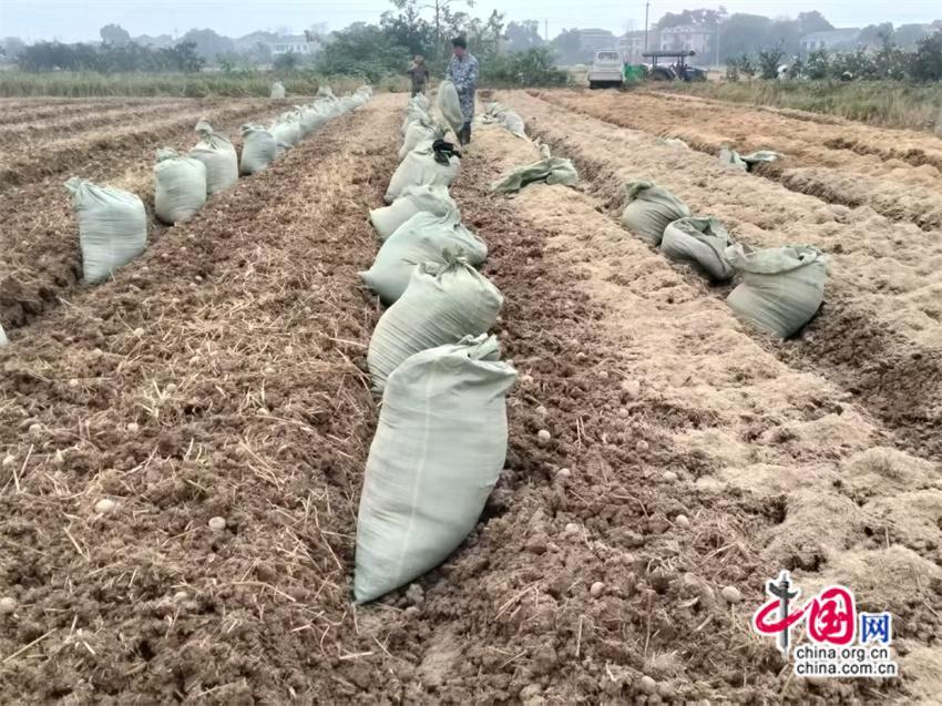 Bwin必赢湖南益阳践行绿色发展长春镇秸秆三步还田养地(图6)