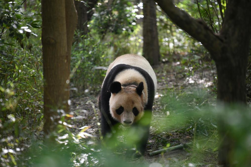 13载携手！中法大熊猫合作再续新篇(图1)