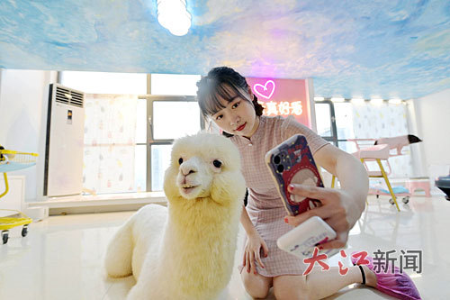 “它经济”这条赛道怎么跑？