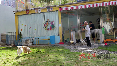 “它经济”这条赛道怎么跑？(图3)