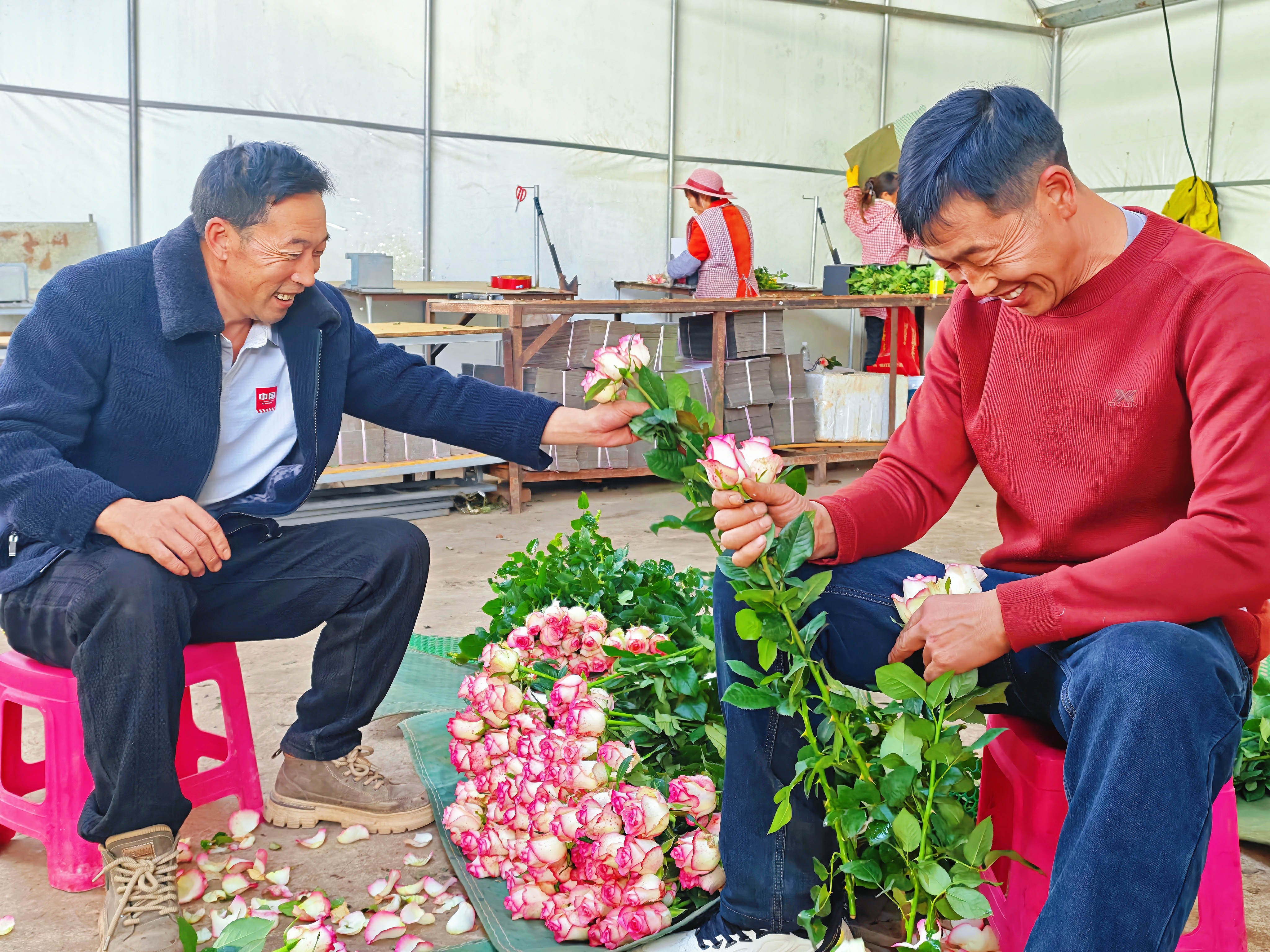 云南牟定县共和镇牟尼村：“小花朵”撬动富民“大产业”(图1)