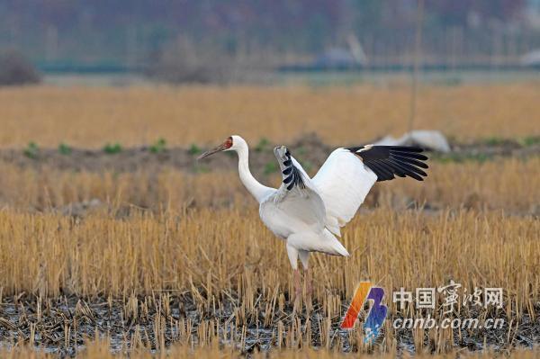 “鸟中活化石”白鹤现身姚江 洁净湿地引来吉祥之鸟(图1)