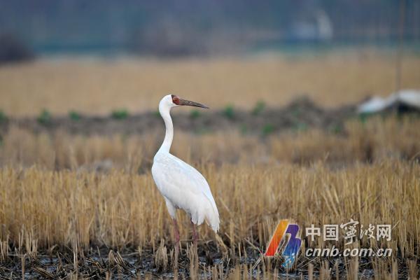 “鸟中活化石”白鹤现身姚江 洁净湿地引来吉祥之鸟(图2)