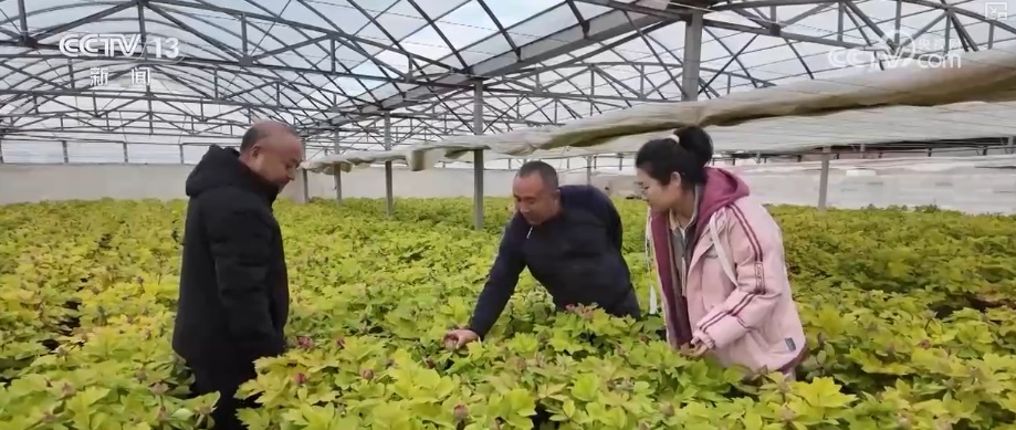 科技加持“美丽经济”各地年宵花卉集中上市销售火热(图6)