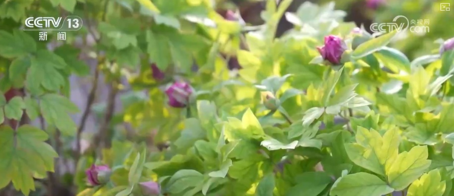 科技加持“美丽经济”各地年宵花卉集中上市销售火热(图9)