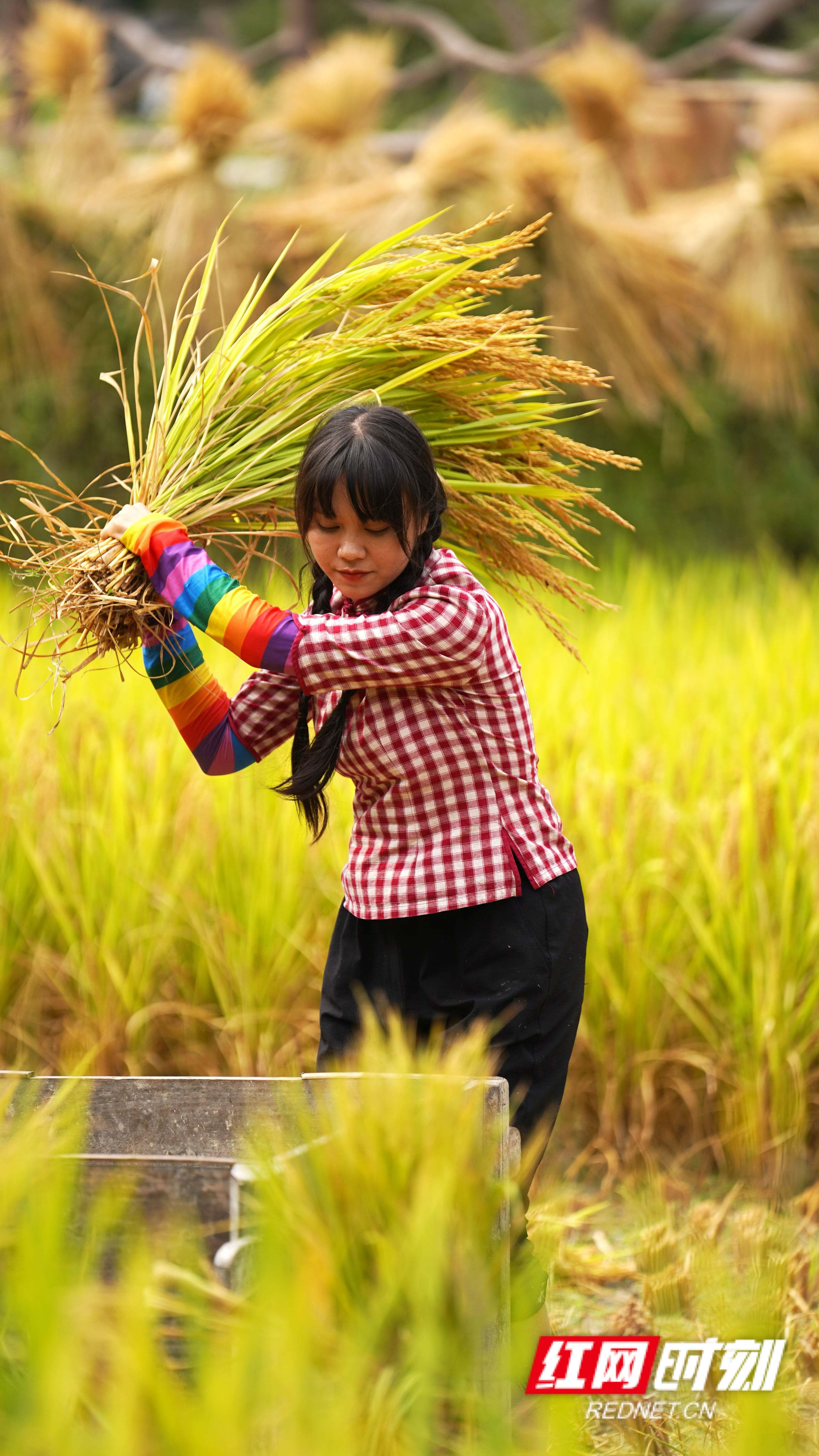 KAIYUN入口：统战人·同心力｜让大山“上网”的女孩用“新农具”耕出希望(图4)