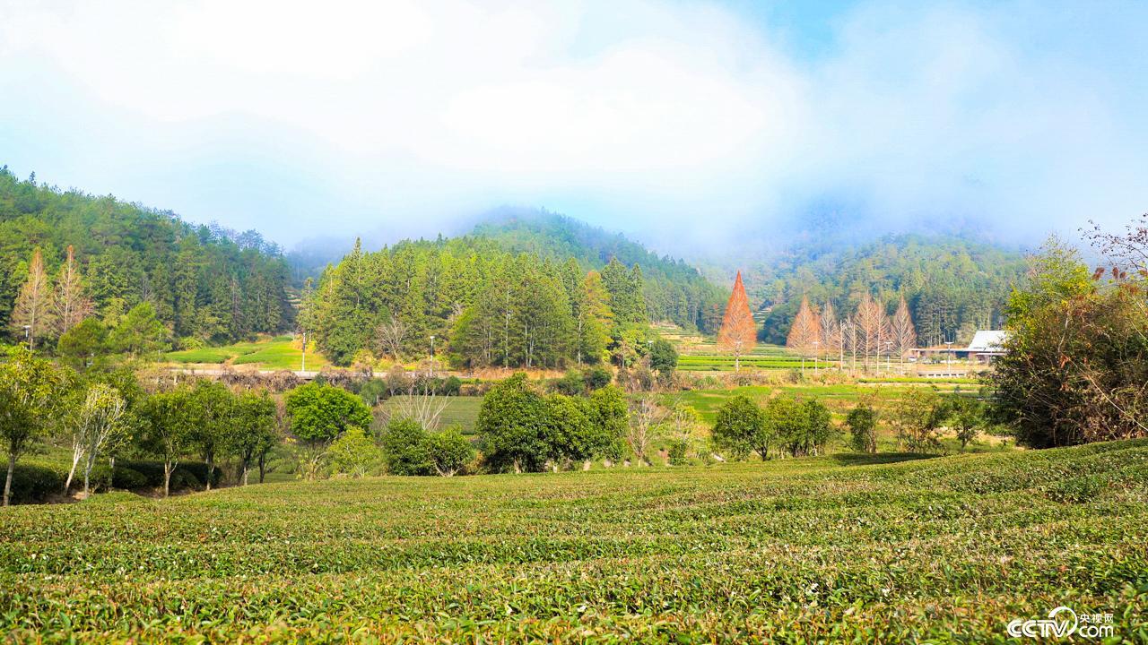 福建文明乡风建设⑥︱南平武夷山：生态好茶“泡”出文明新风(图1)