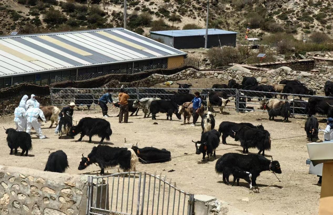 订单培养扎根高原西藏职教赋能特色经济腾飞(图2)