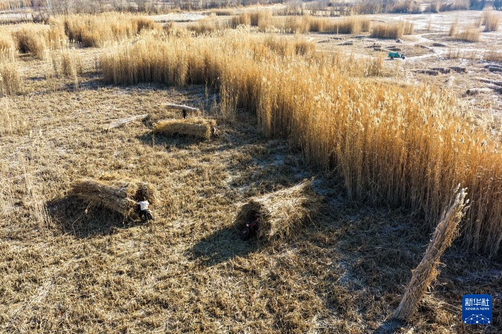寒冬时节塔克拉玛干治沙正酣(图6)