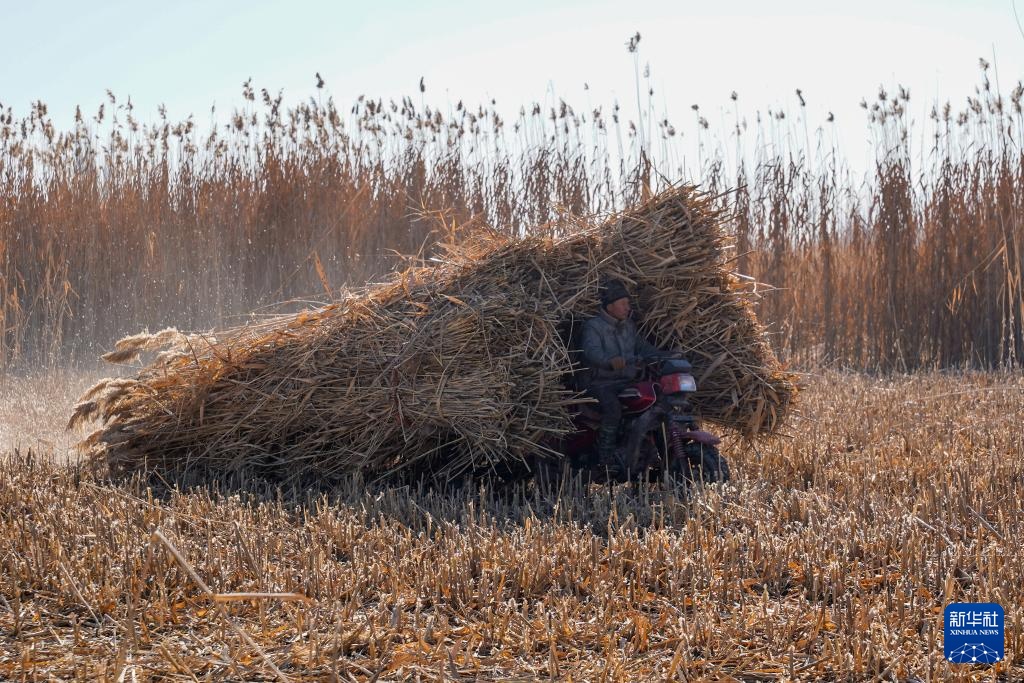 寒冬时节塔克拉玛干治沙正酣(图7)