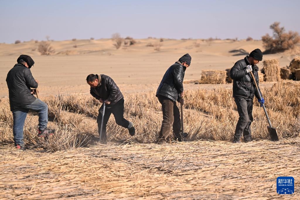 寒冬时节塔克拉玛干治沙正酣(图12)