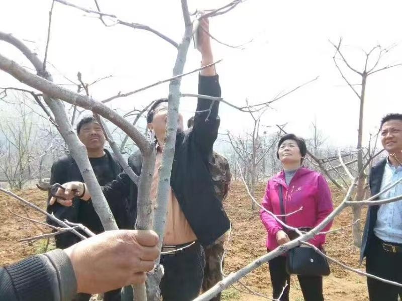 熊猫体育平台：绿水青山变成金饭碗许昌市这个山村“柿业”蒸蒸日上