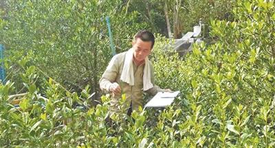 海南退休职工王式军致力于拯救濒危植物——“想为子孙后代留下红榄李”（守望）(图1)