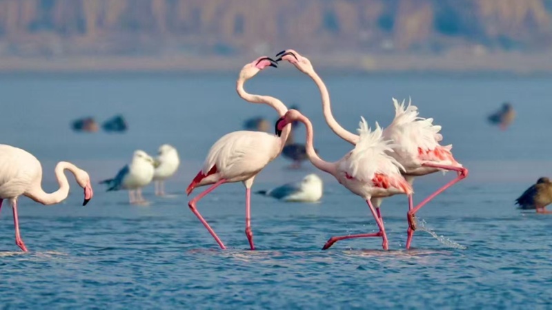 从通信塔到“生态守望塔”：江苏铁塔构建“天空地一体化”生物多样性保护新范式CQ9电子(图1)