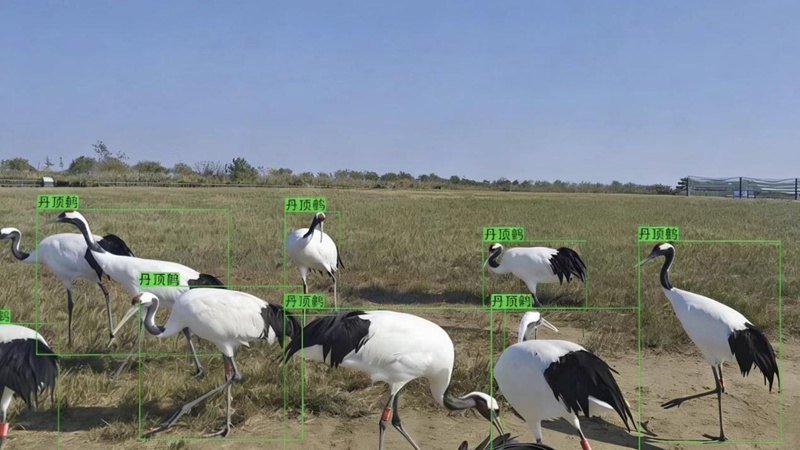 从通信塔到“生态守望塔”：江苏铁塔构建“天空地一体化”生物多样性保护新范式CQ9电子(图2)