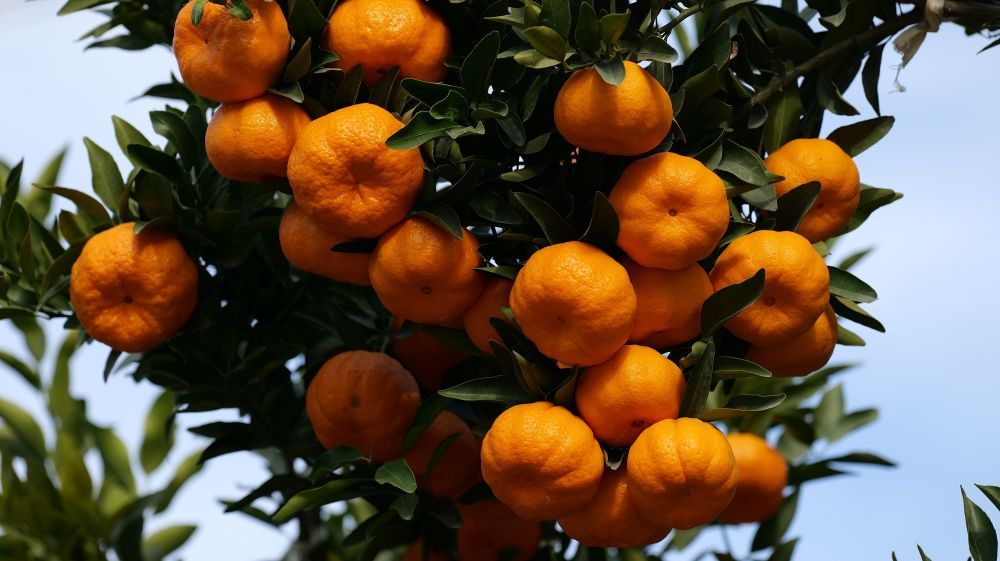 昭通永善：多维发力护民生(图2)