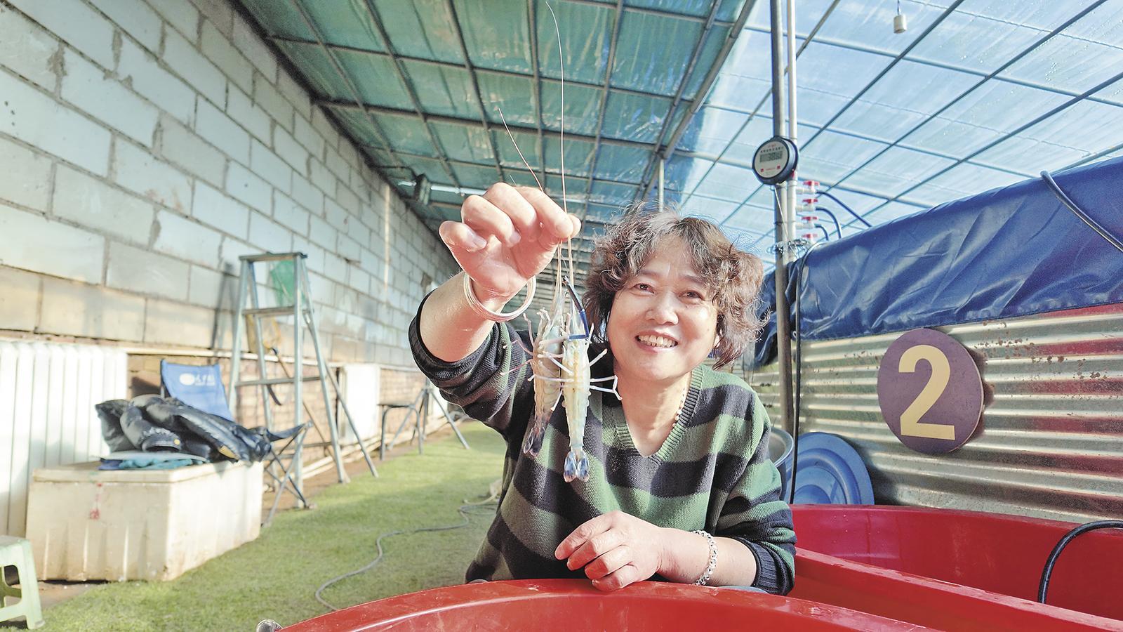 【坚定信心实干争先】高原冷水养出20万尾热带虾(图1)