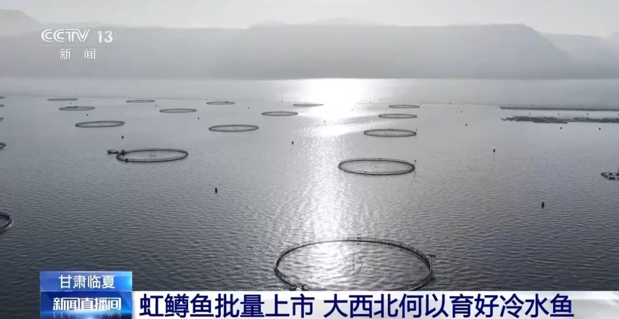 三倍体虹鳟鱼批量上市大西北何以育好冷水鱼？(图1)