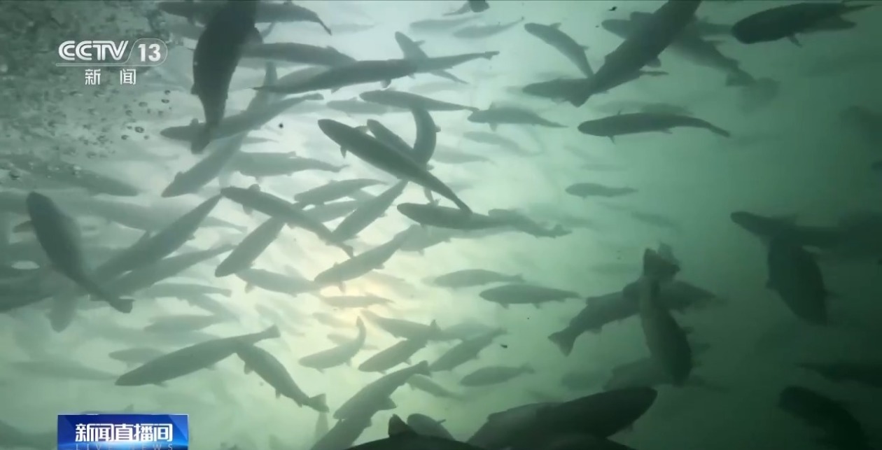 三倍体虹鳟鱼批量上市大西北何以育好冷水鱼？(图3)