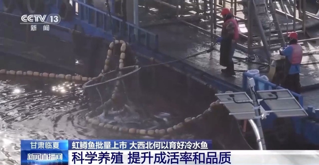 三倍体虹鳟鱼批量上市大西北何以育好冷水鱼？(图4)