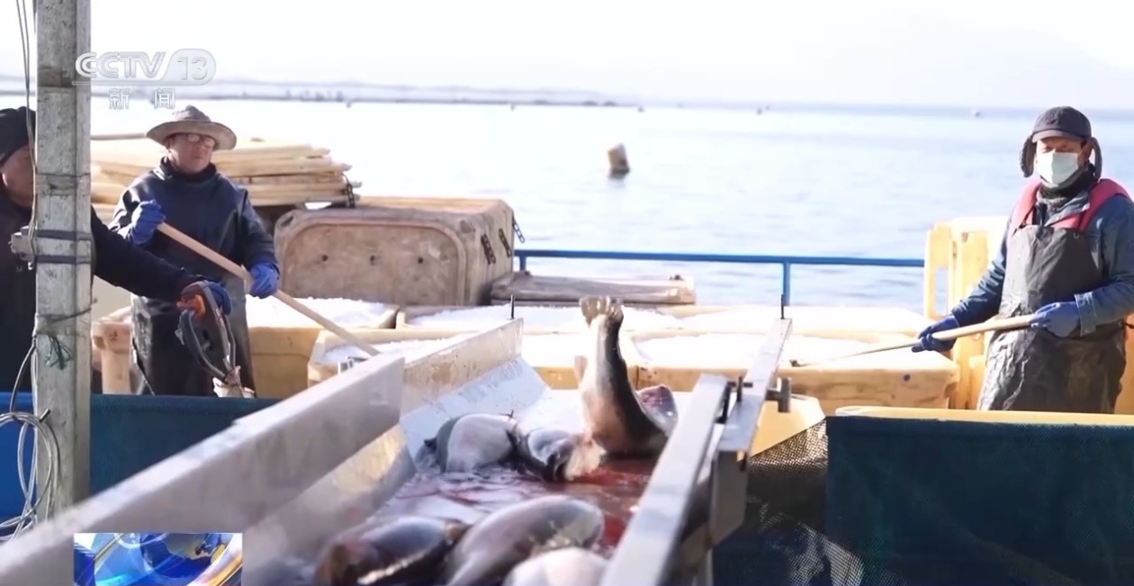 三倍体虹鳟鱼批量上市大西北何以育好冷水鱼？(图7)