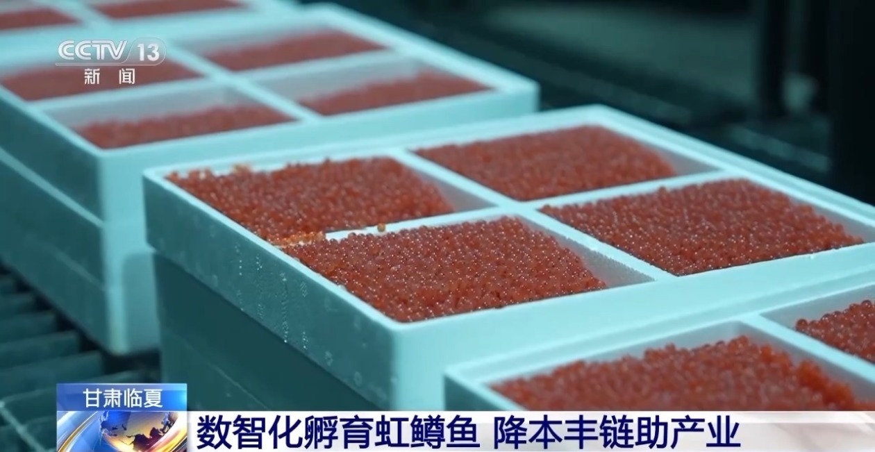 三倍体虹鳟鱼批量上市大西北何以育好冷水鱼？(图9)