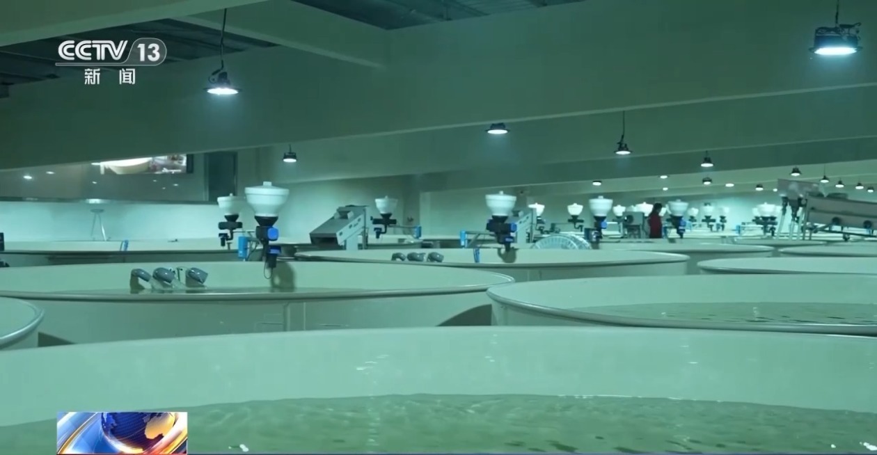 三倍体虹鳟鱼批量上市大西北何以育好冷水鱼？(图11)