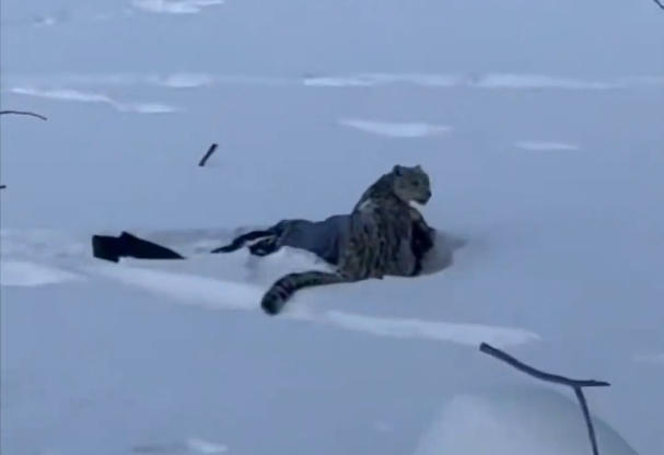 千笔楼丨面对野生动物不越界是尊重更是安全(图2)