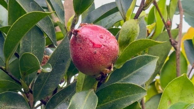 聚焦三类汽车数据出境行为八部门联合发布安全指引(图1)