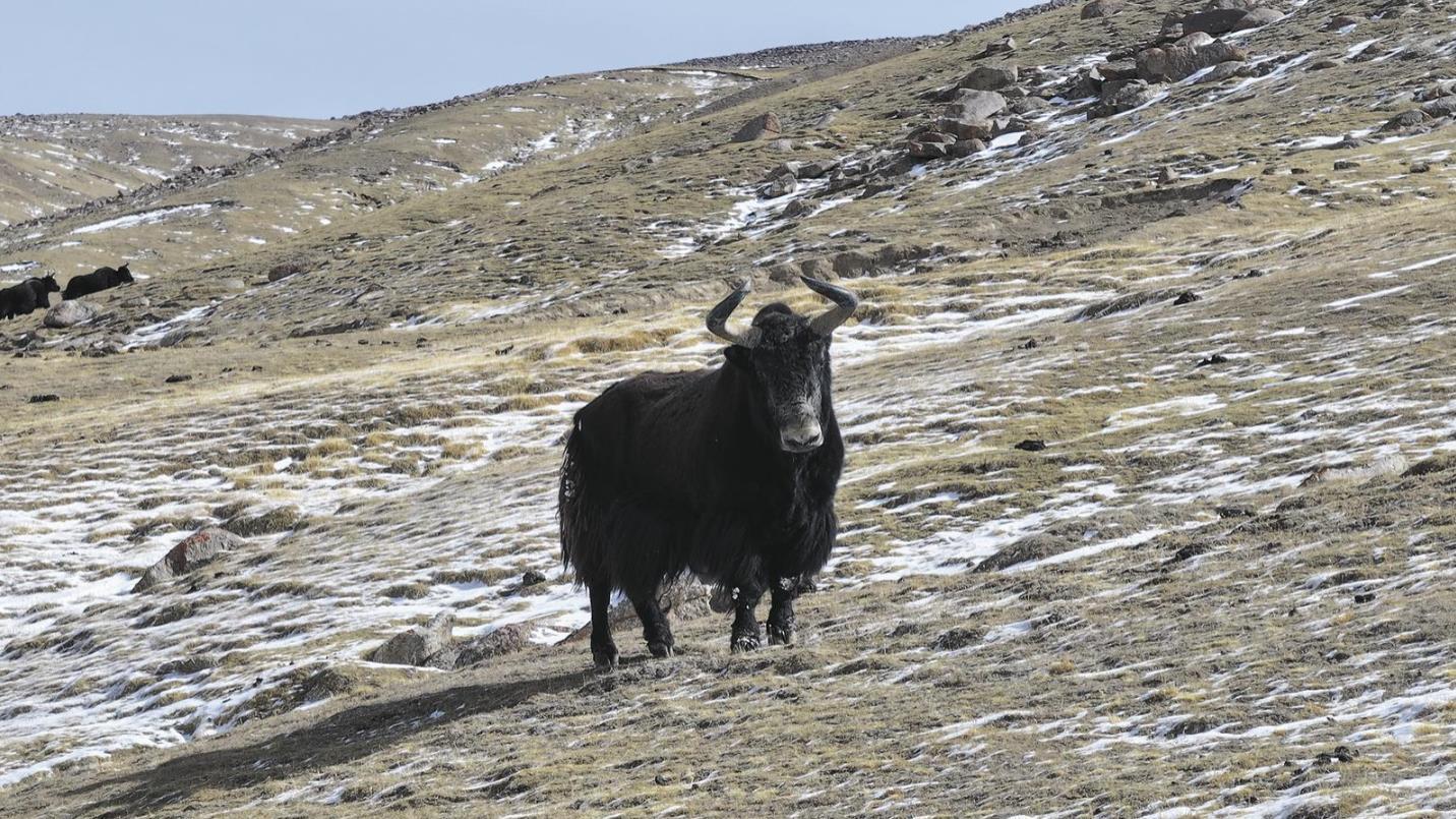 与野牦牛同行的一天——进山巡护可可西里③AG真人娱乐网址【新春走基层】在无人区(图3)