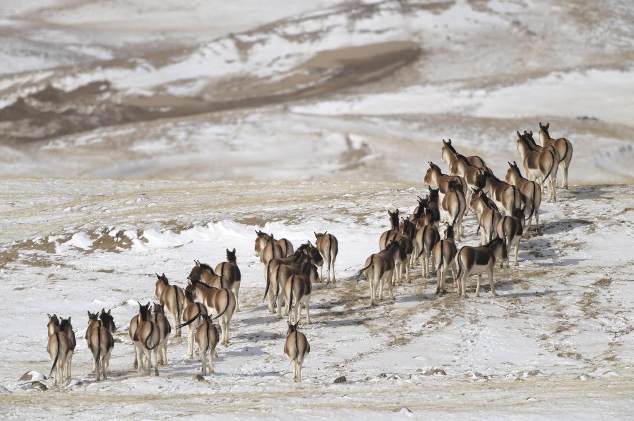 与野牦牛同行的一天——进山巡护可可西里③AG真人娱乐网址【新春走基层】在无人区(图2)
