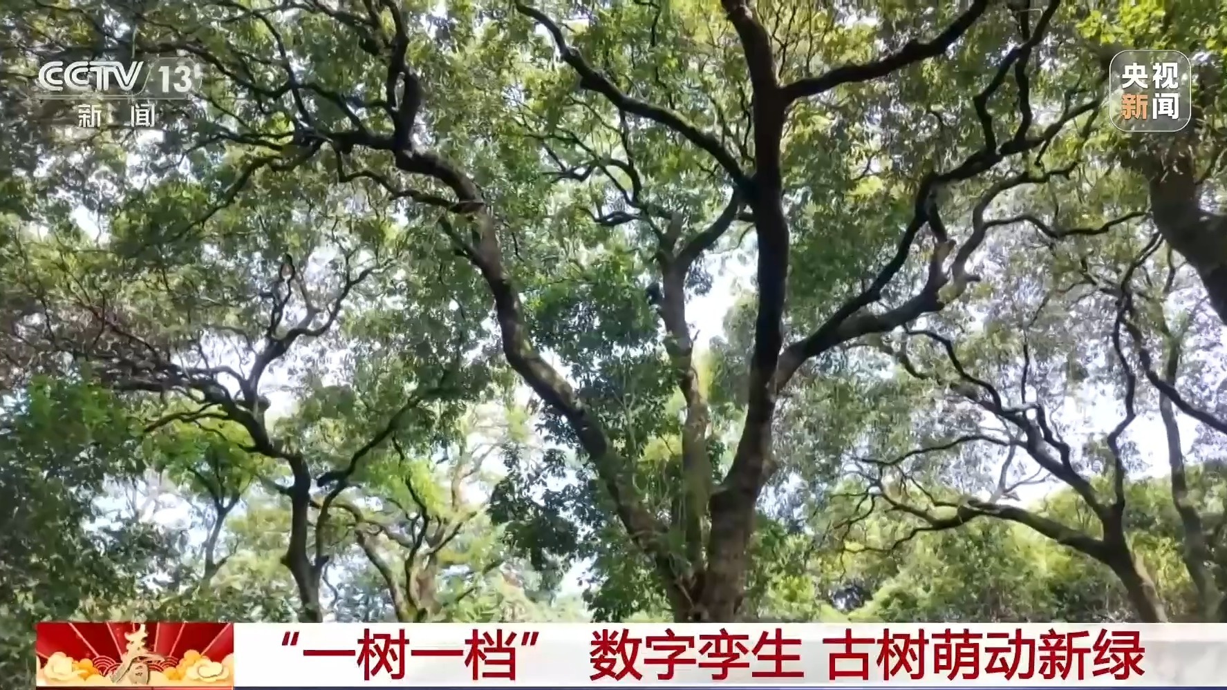 挂牌保护、智能监测 古树名木在数智化时代焕发新生(图1)