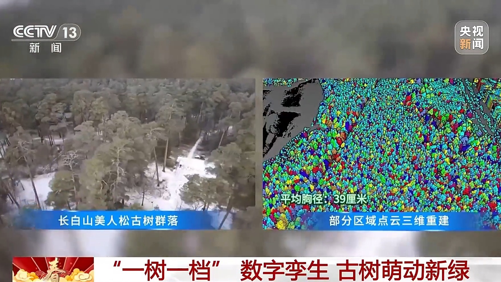 挂牌保护、智能监测 古树名木在数智化时代焕发新生(图2)