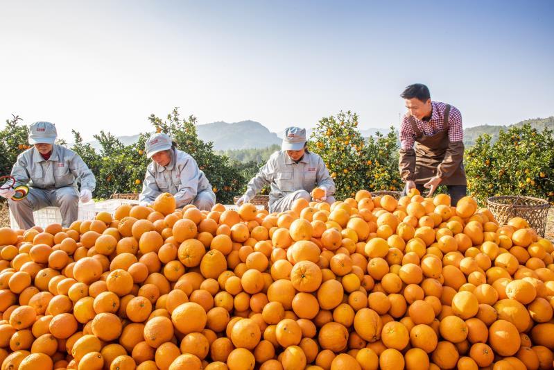 农夫山泉入选标普全球版2026《可持续发展年鉴(图3)