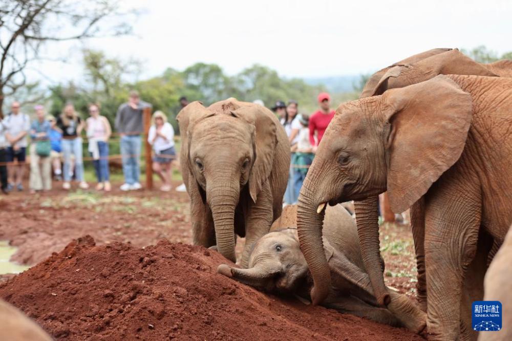 肯尼亚的大象孤儿院(图2)