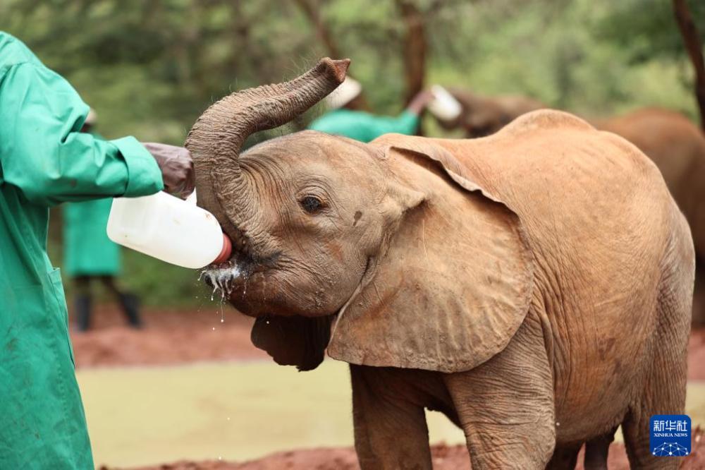 肯尼亚的大象孤儿院(图1)