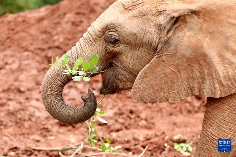 肯尼亚的大象孤儿院(图4)