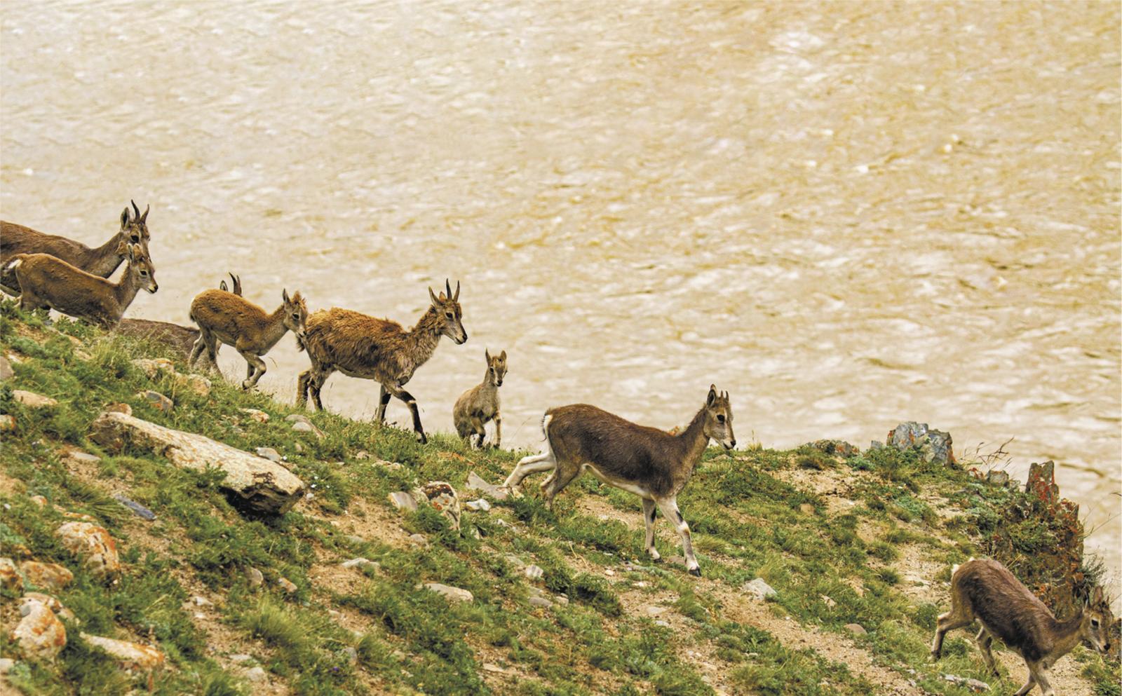 【两会熊猫体育智能股份特刊·今日关注】厚植生态底色筑牢生态屏障(图2)